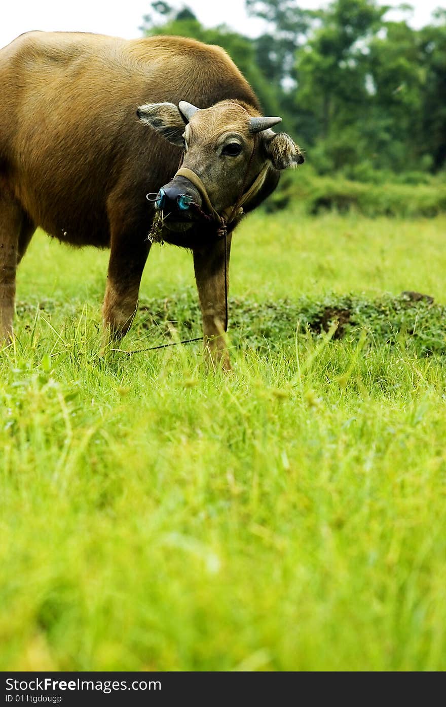 The water buffalo at the meadow