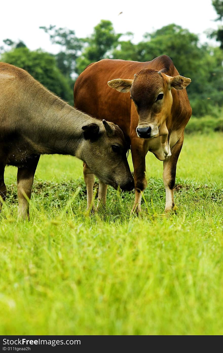 The water buffalo at the meadow