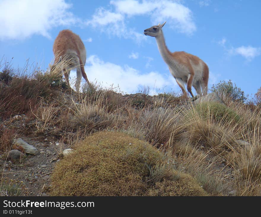 Group of wild Lama 3