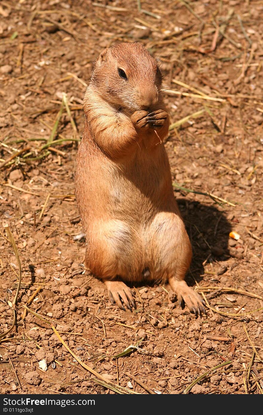 A prairie dog eating grass