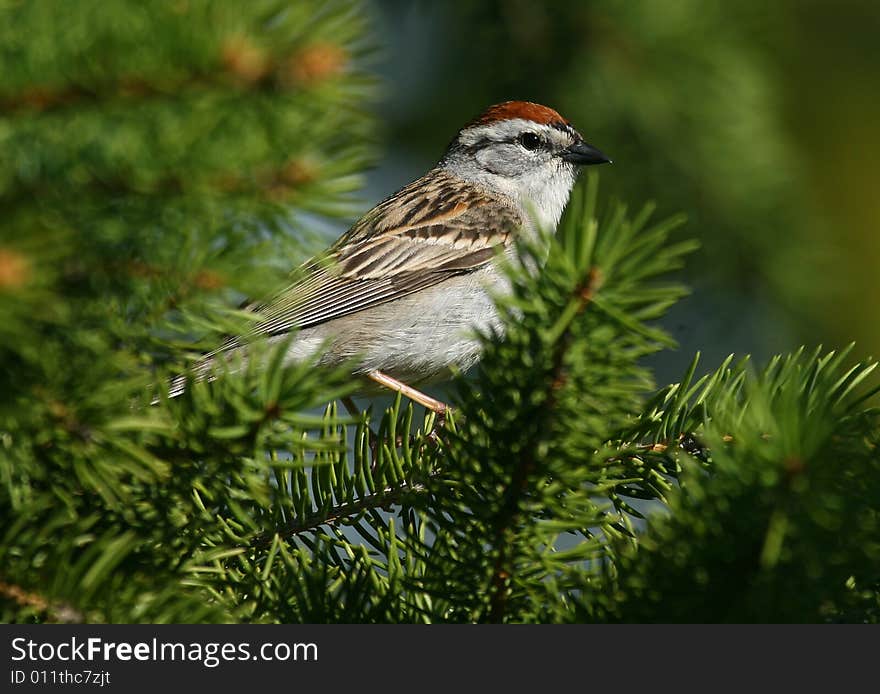 Friendly chipping sparrow in a spruce tree