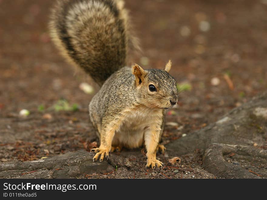 Gray squirrel in a park