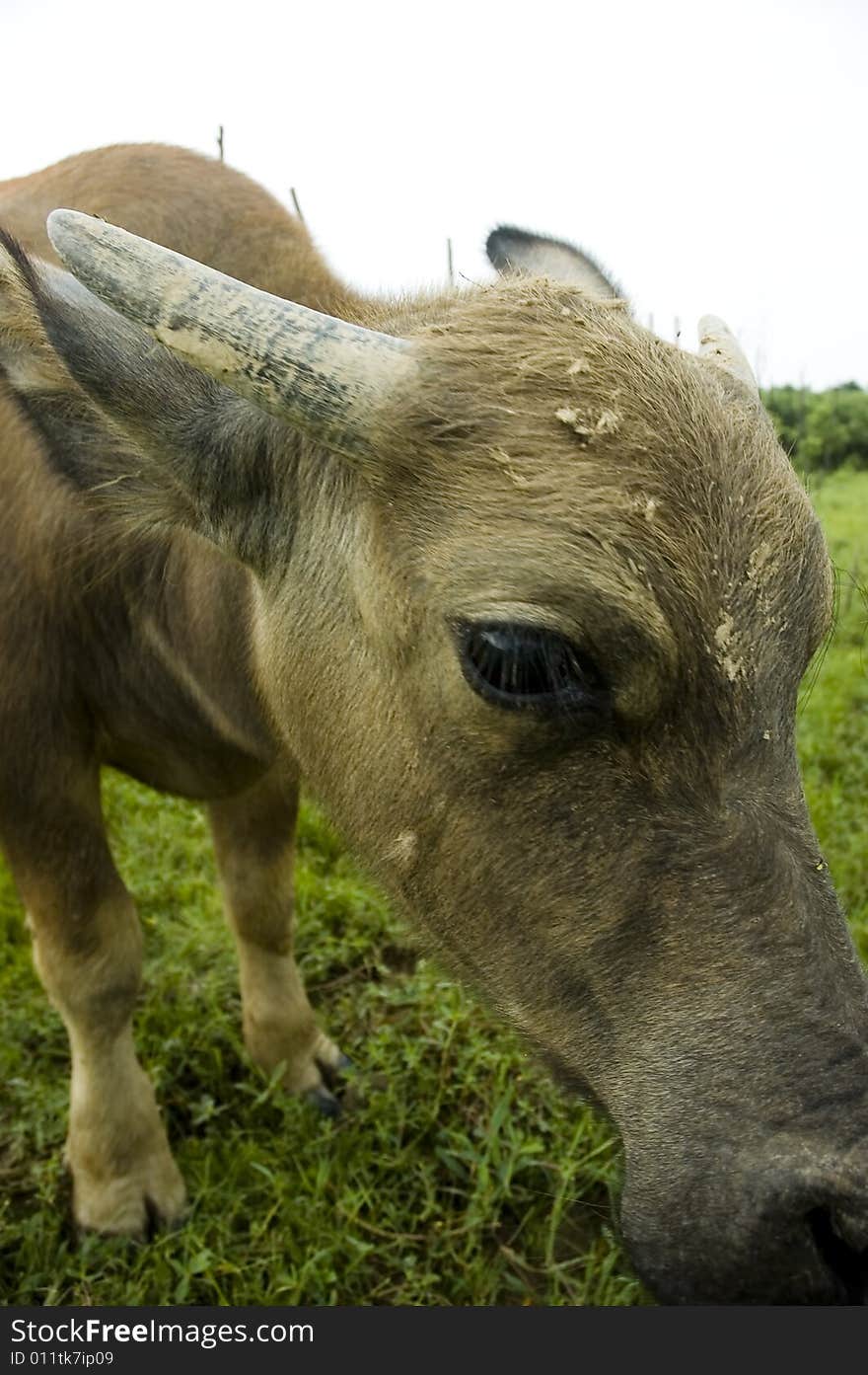 The water buffalo at the meadow