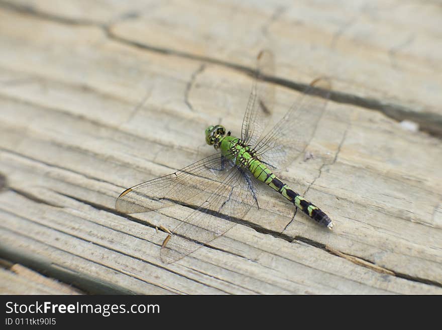 A single green dragonfly resting on a wooden plank. A single green dragonfly resting on a wooden plank.