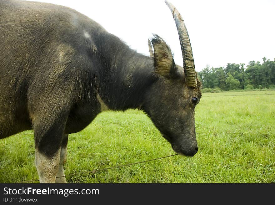 The water buffalo at the meadow