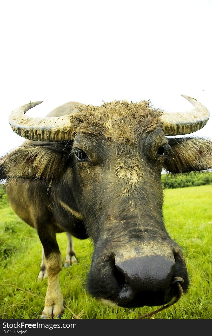 The water buffalo at the meadow