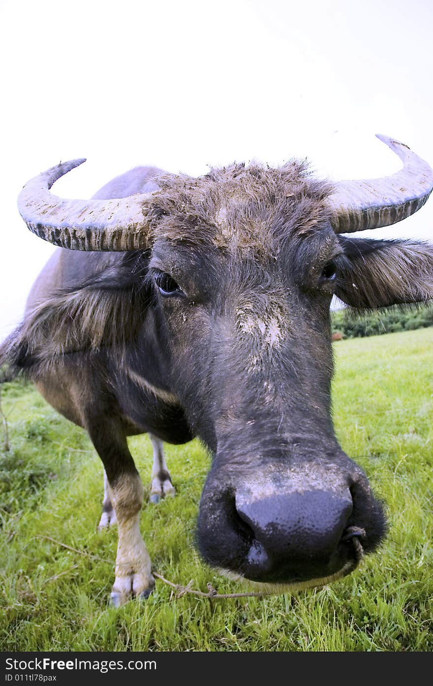 The water buffalo at the meadow