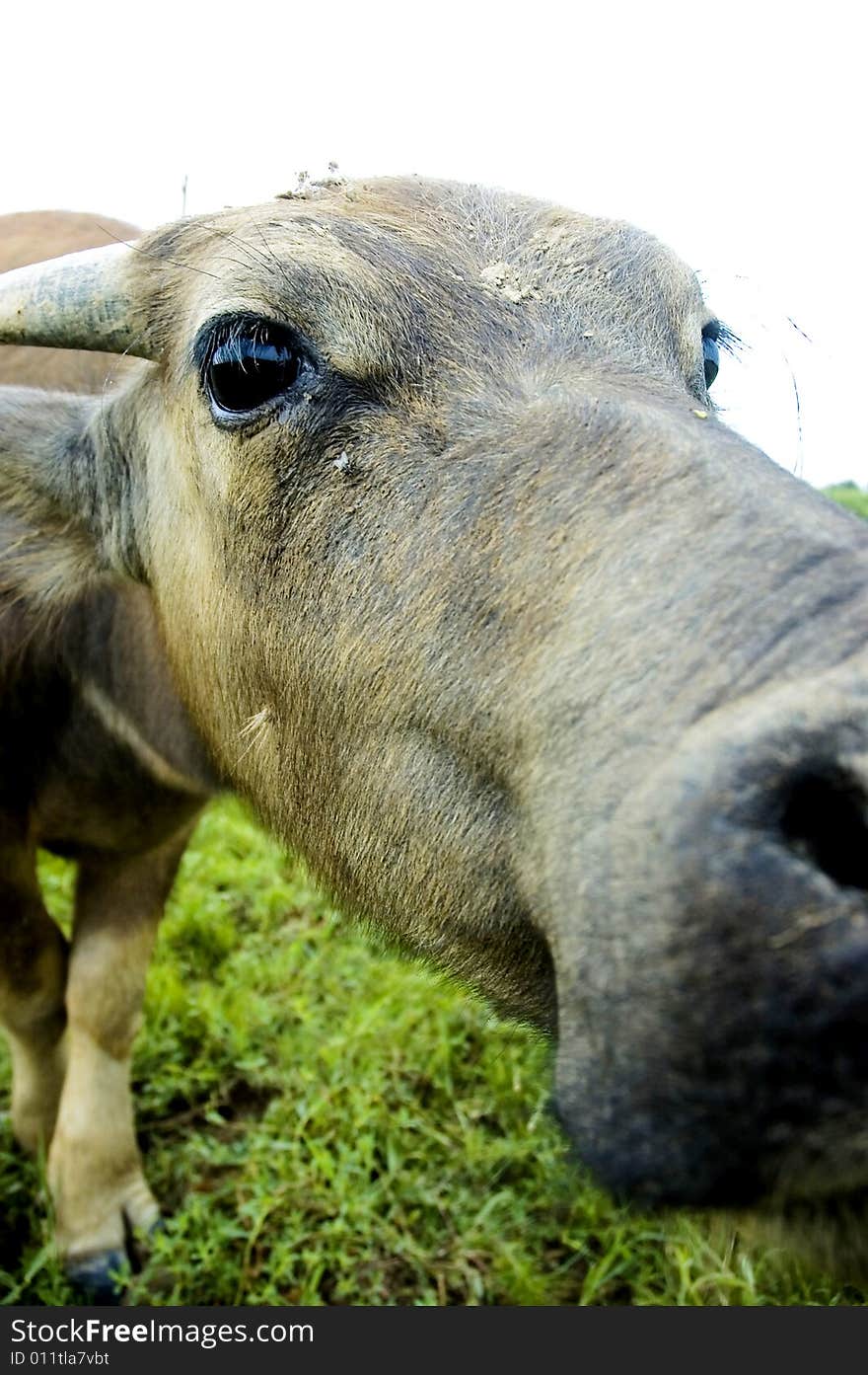 Water buffalo