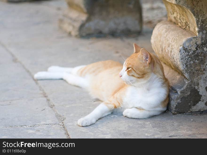 A brown cat laying against a stone structure. A brown cat laying against a stone structure