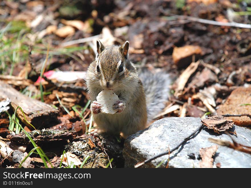 Chipmunk With Food