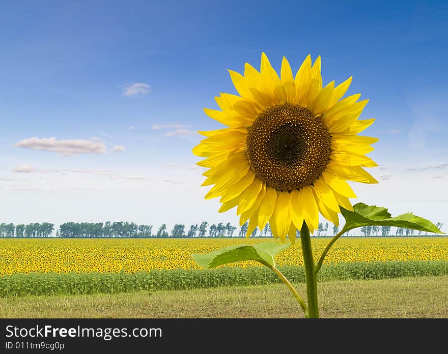 Lonely sunflower on a background of a field with sunflowers