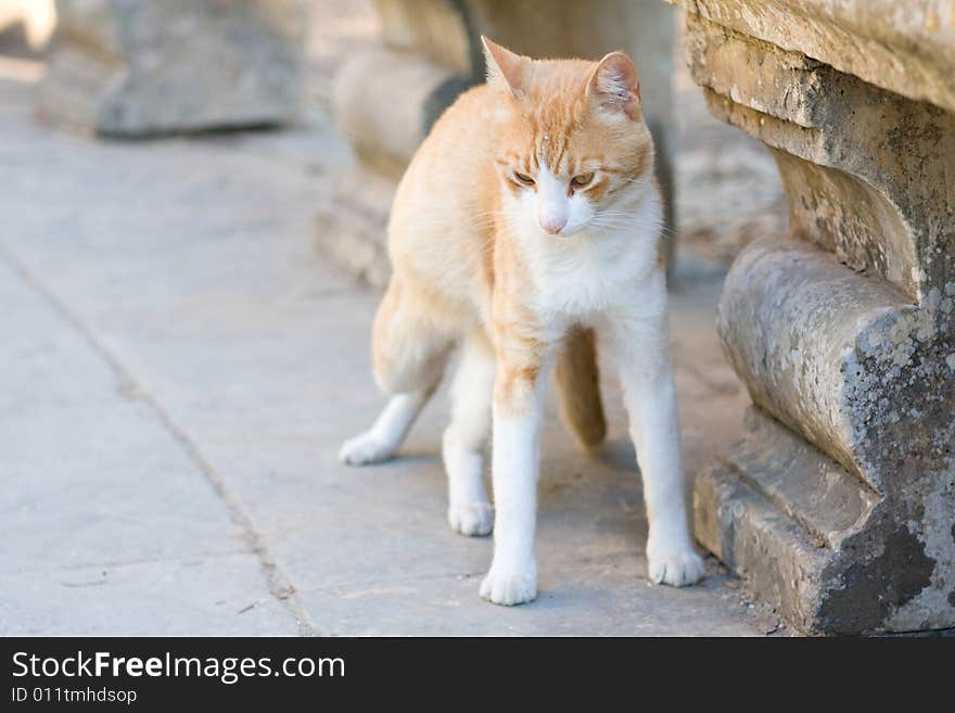 A brown cat standing up after a nap and streching itself. A brown cat standing up after a nap and streching itself