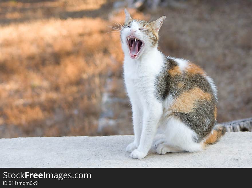 A cat yawning sitting on a wall. A cat yawning sitting on a wall