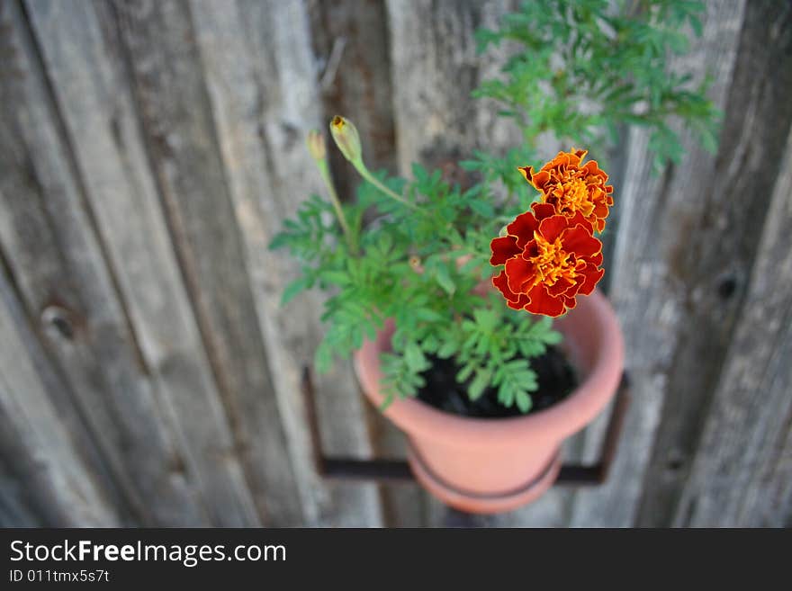 Closeup Flower