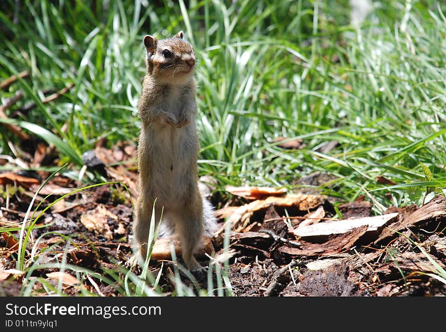 Chipmunk look around