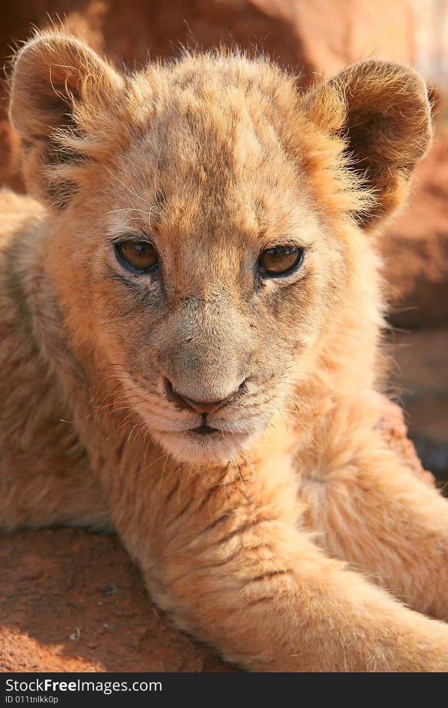 Close-up Of A Cute Lion Cub