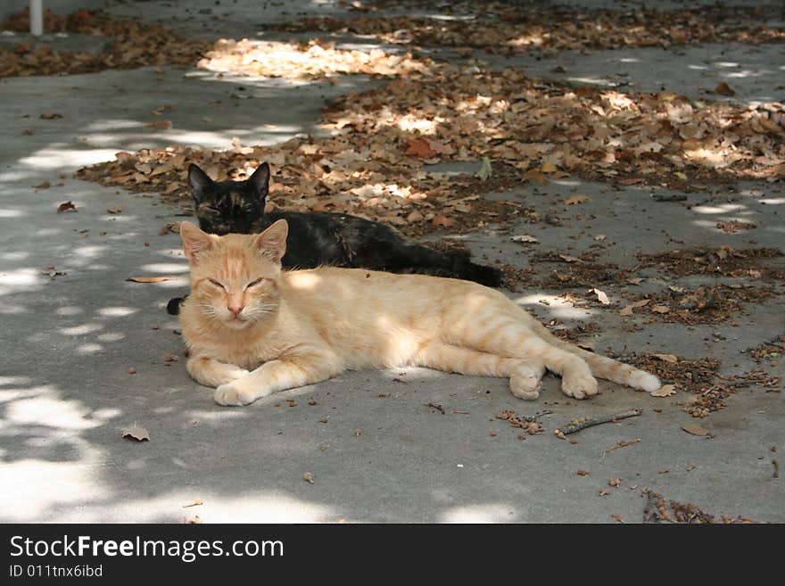 White and black cat chilling together in the shadows. White and black cat chilling together in the shadows.