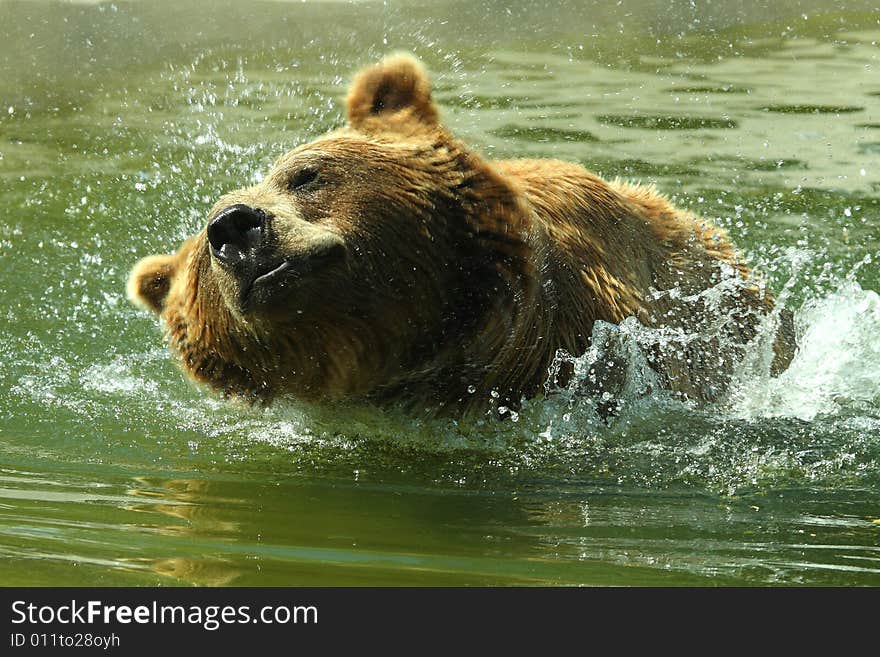 Photo of a swimming European Brown Bear