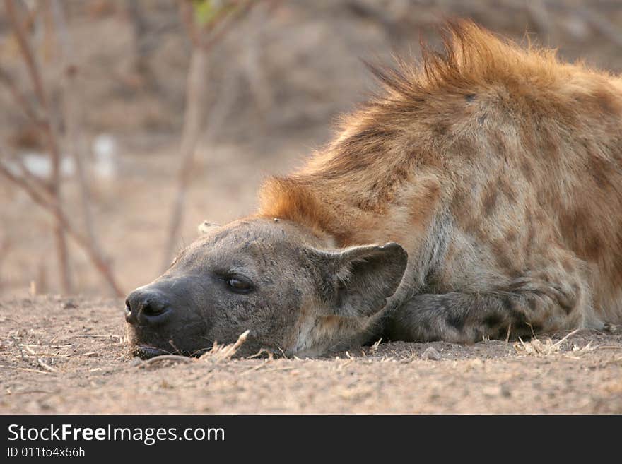 Spotted hyena, Kruger National Park