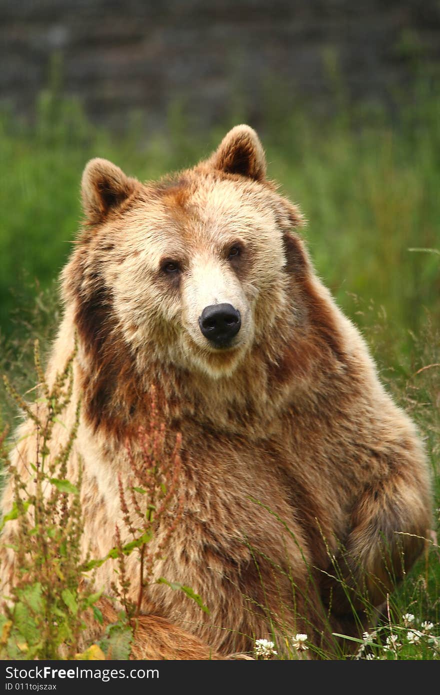 Photo of a European Brown Bear