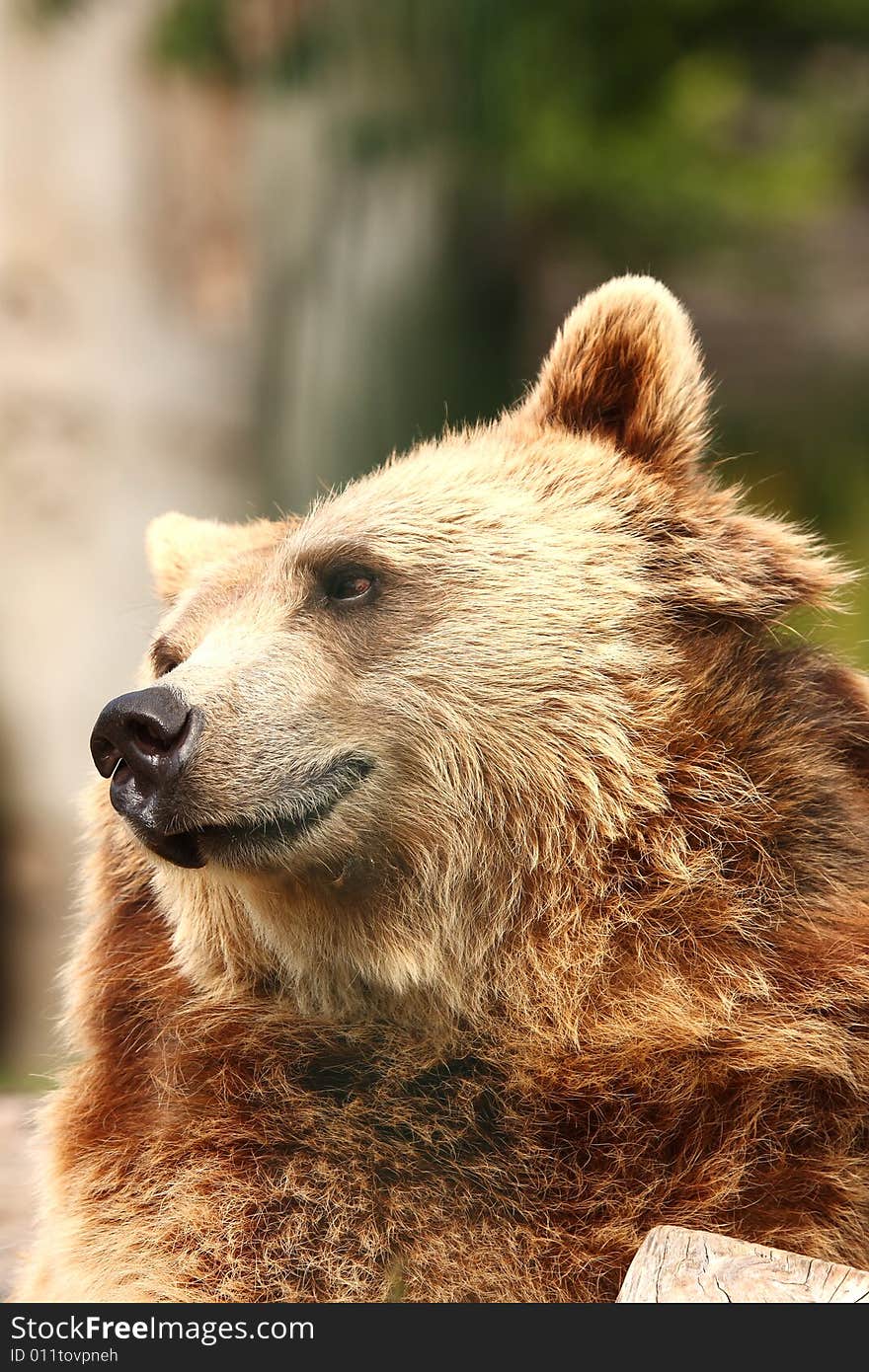 Photo of a European Brown Bear