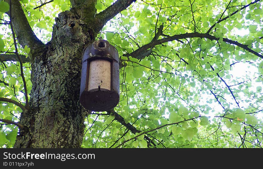 Birdhouse hanging in a huge tree