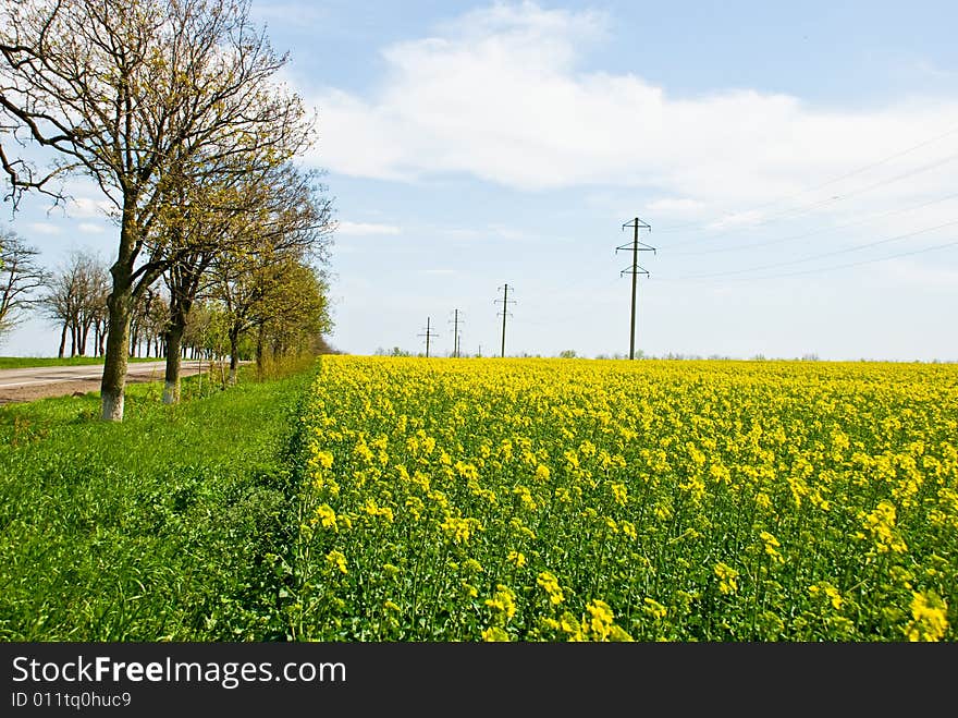 Bright Yellow Field With Trees