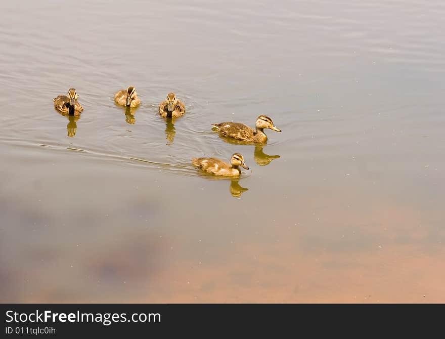 Baby Ducks in Pond