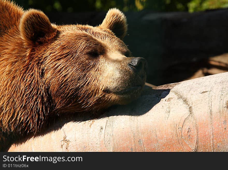 Photo of a European Brown Bear