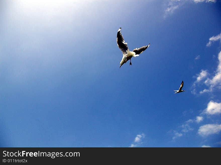 Seagulls flying. Taken in Mooloolaba in the Sunshine Coast, Queensland, Australia. Seagulls flying. Taken in Mooloolaba in the Sunshine Coast, Queensland, Australia.