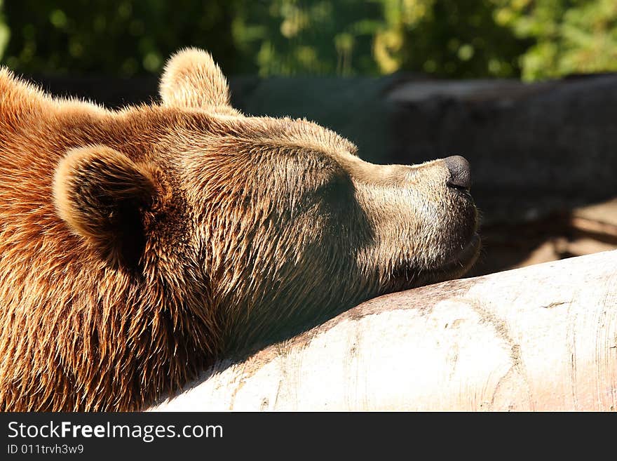 Photo Of A European Brown Bear