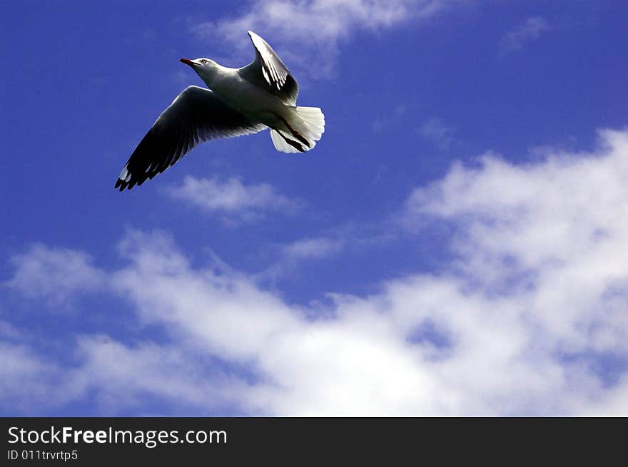 Seagull flying. Taken in Mooloolaba in the Sunshine Coast, Queensland, Australia. Seagull flying. Taken in Mooloolaba in the Sunshine Coast, Queensland, Australia.