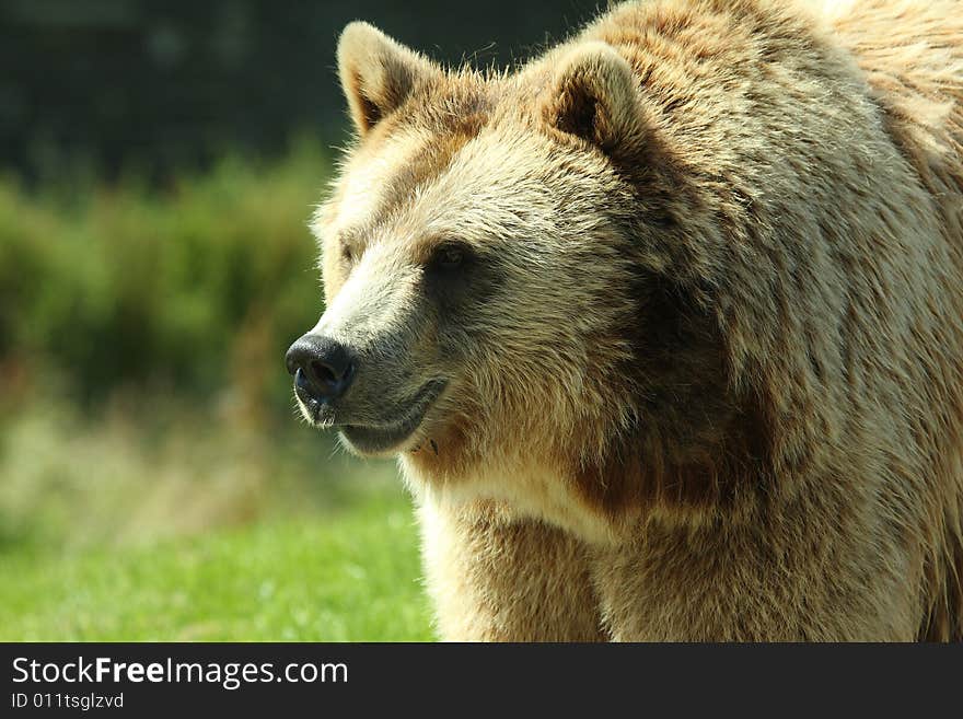 Photo Of A European Brown Bear