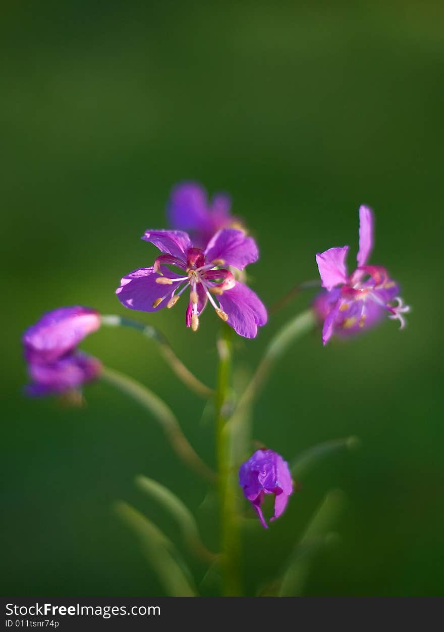 Purple orchid