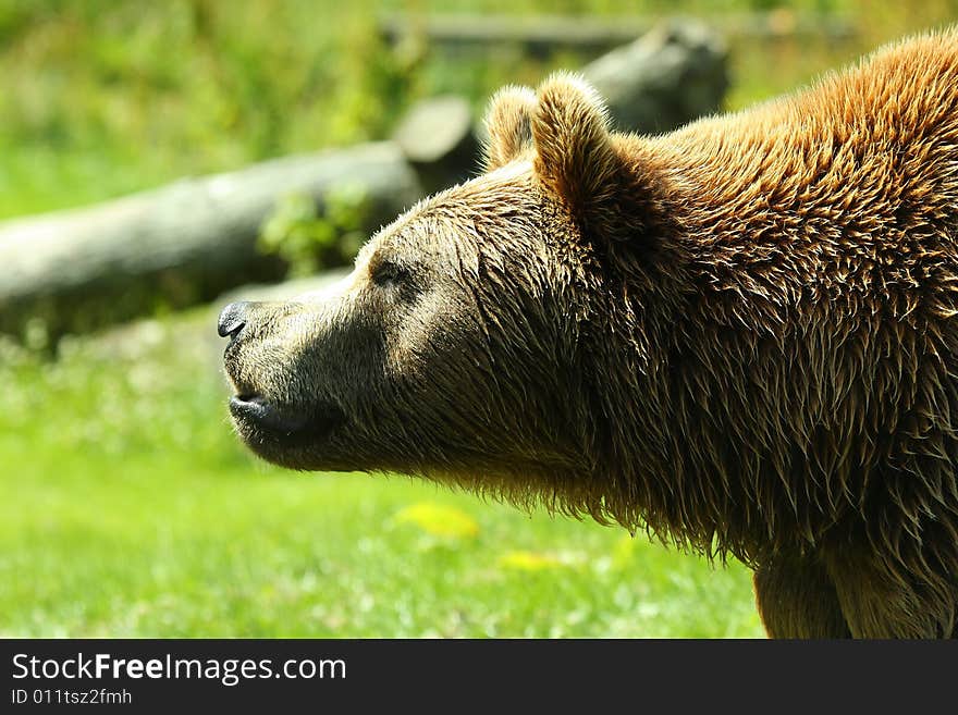 Photo of a European Brown Bear