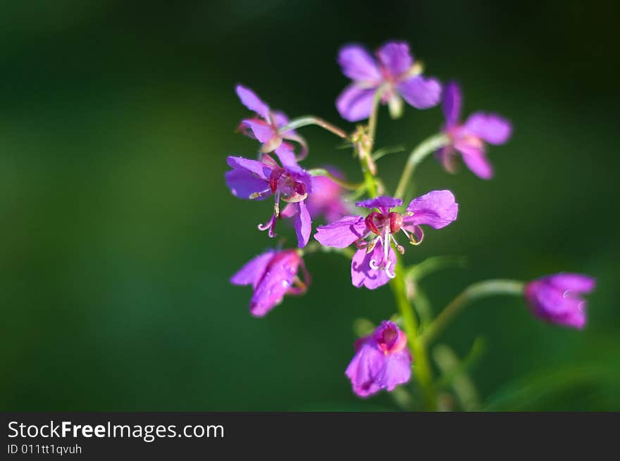 Purple orchid