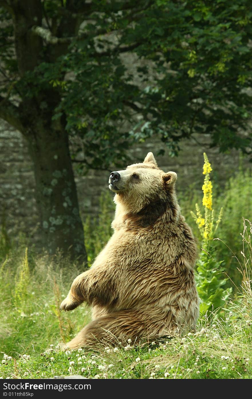 Photo of a European Brown Bear