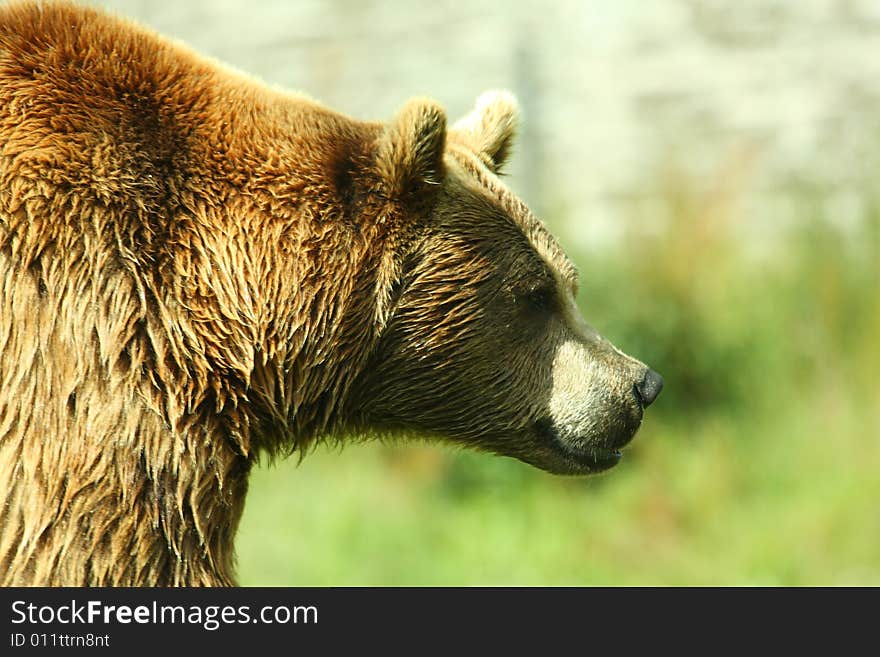 Photo Of A European Brown Bear