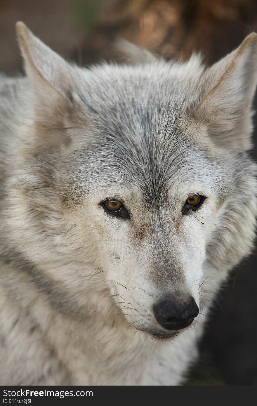 Photo of a European grey wolf