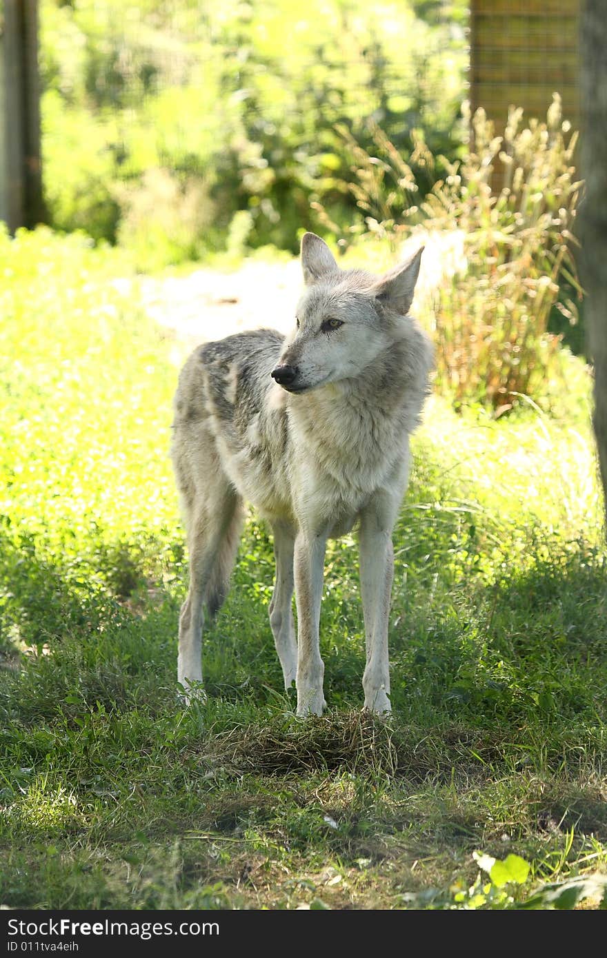 Photo of a European grey wolf