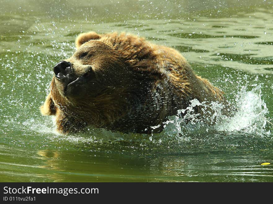 Photo of a swimming European Brown Bear