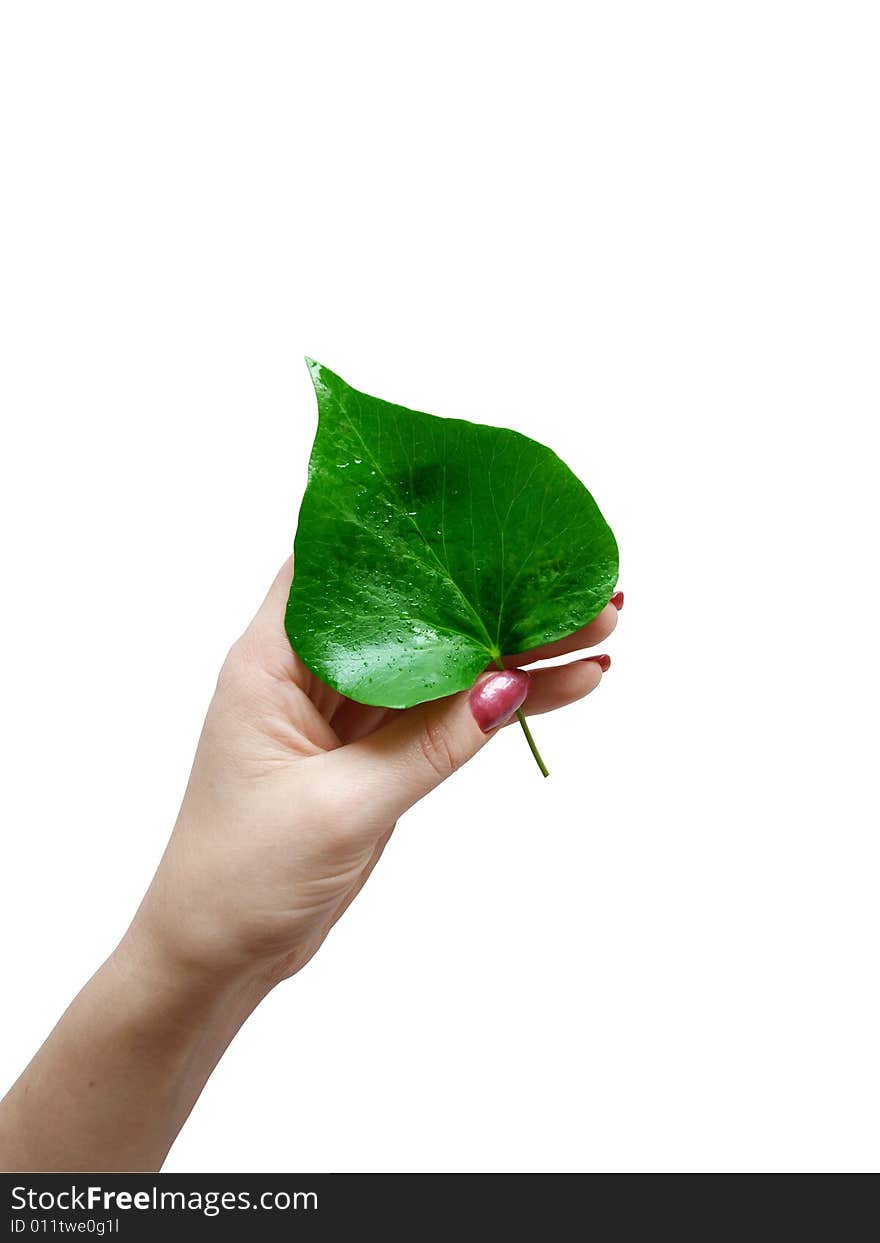 Fresh green leaf in the hand