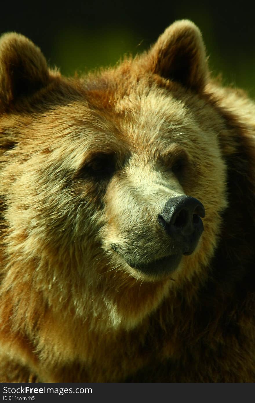 Photo Of A European Brown Bear