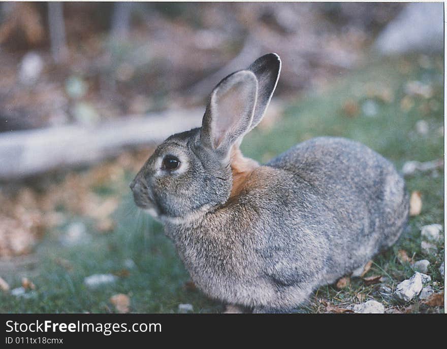 Wild rabbit photographed in NH