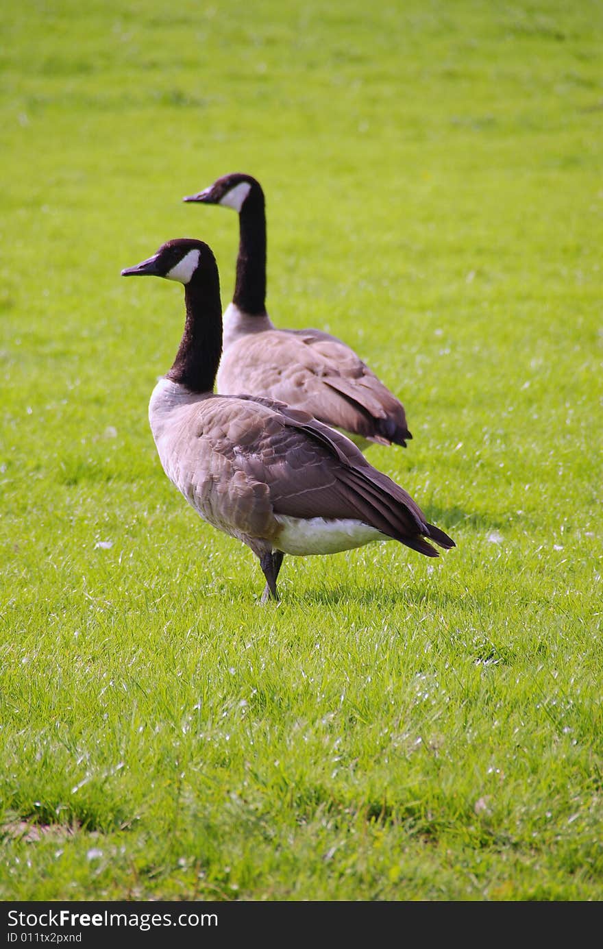 Two Canada geese in a grassland