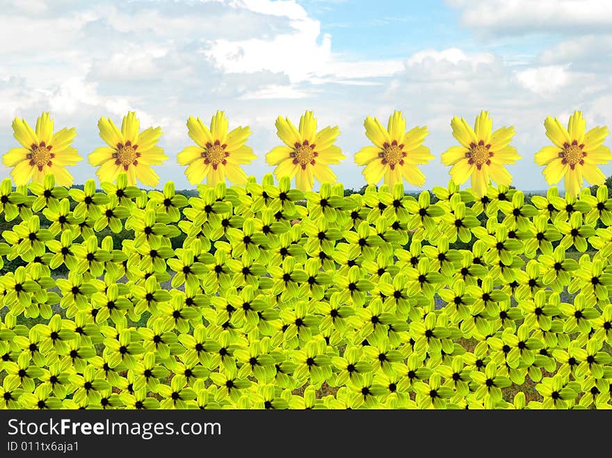 Yellow Flowerfield