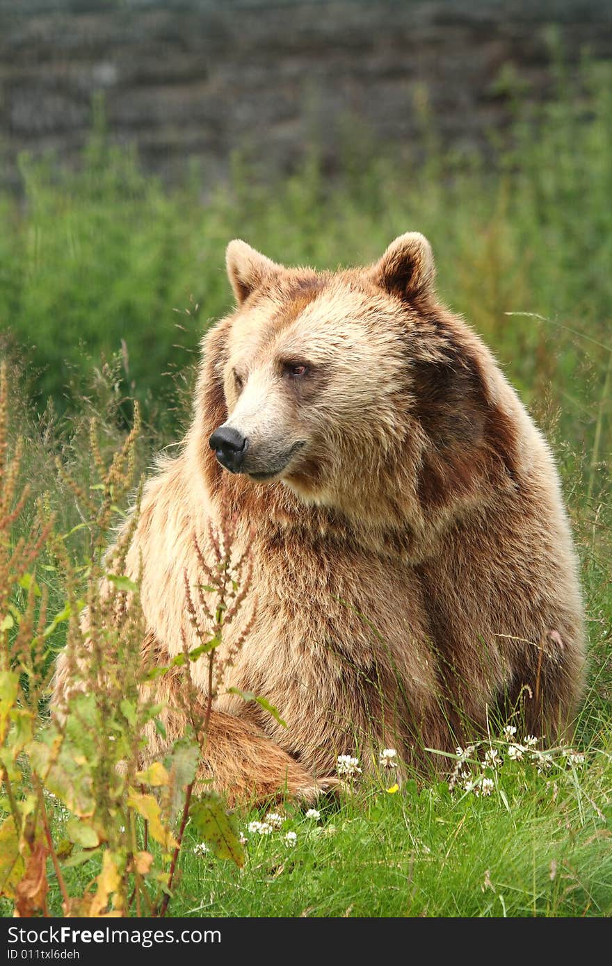 Photo Of A European Brown Bear