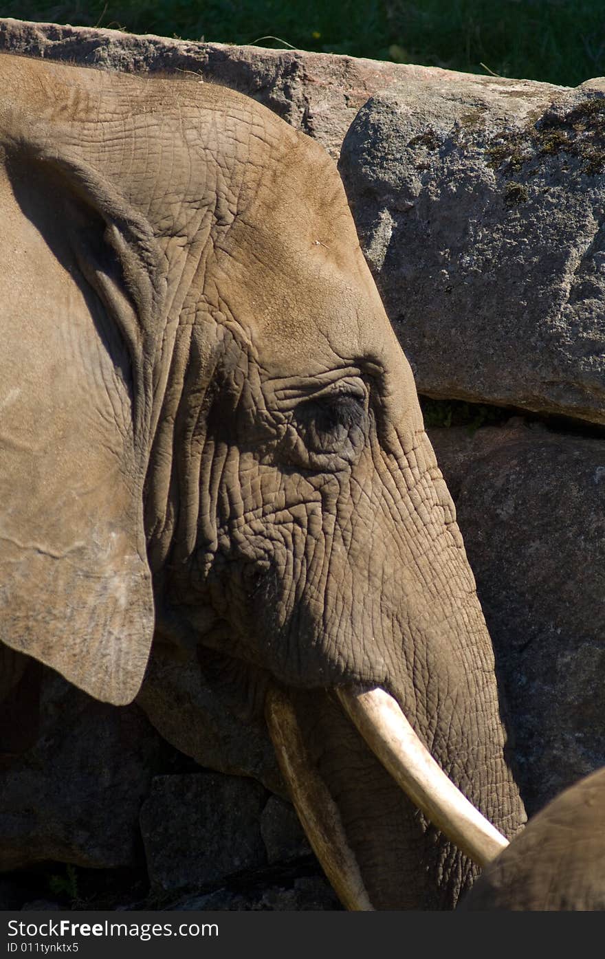 Close-up of an adult elephant. Close-up of an adult elephant.