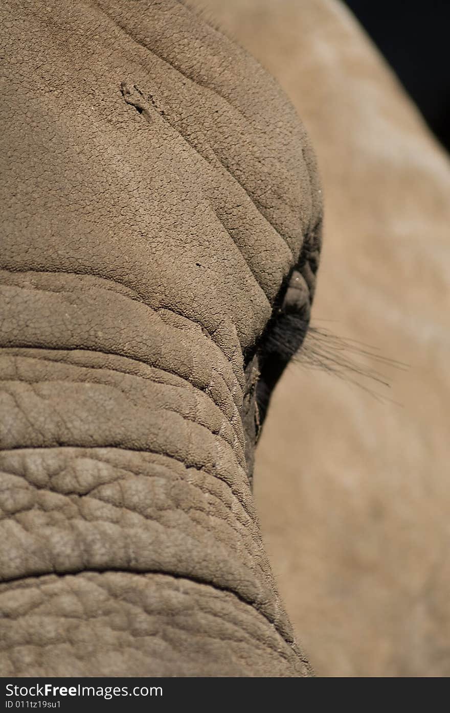 A close-up of an elephants face. A close-up of an elephants face