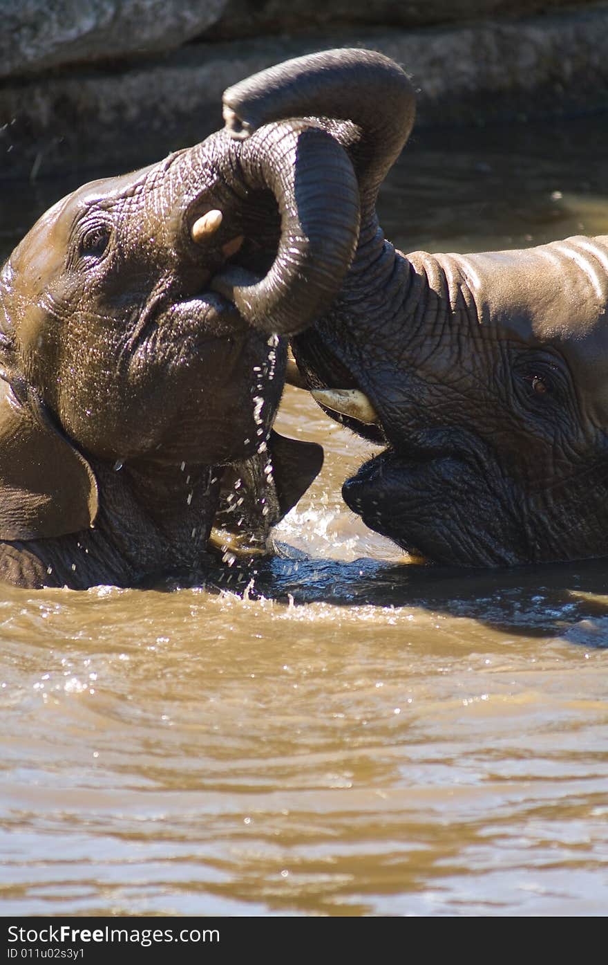 A couple of young elephants wrestling for fun in the water. A couple of young elephants wrestling for fun in the water